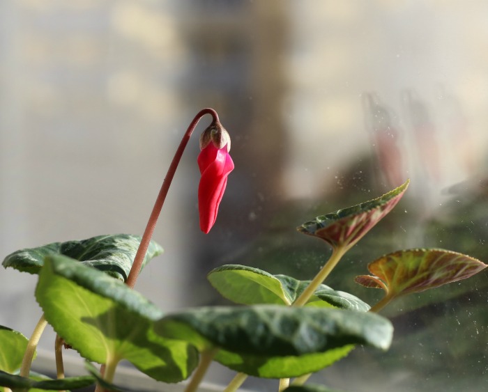 red bud of a cyclamen plant against a blurred window.