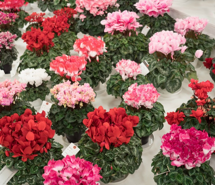 Cyclamen plants lined up