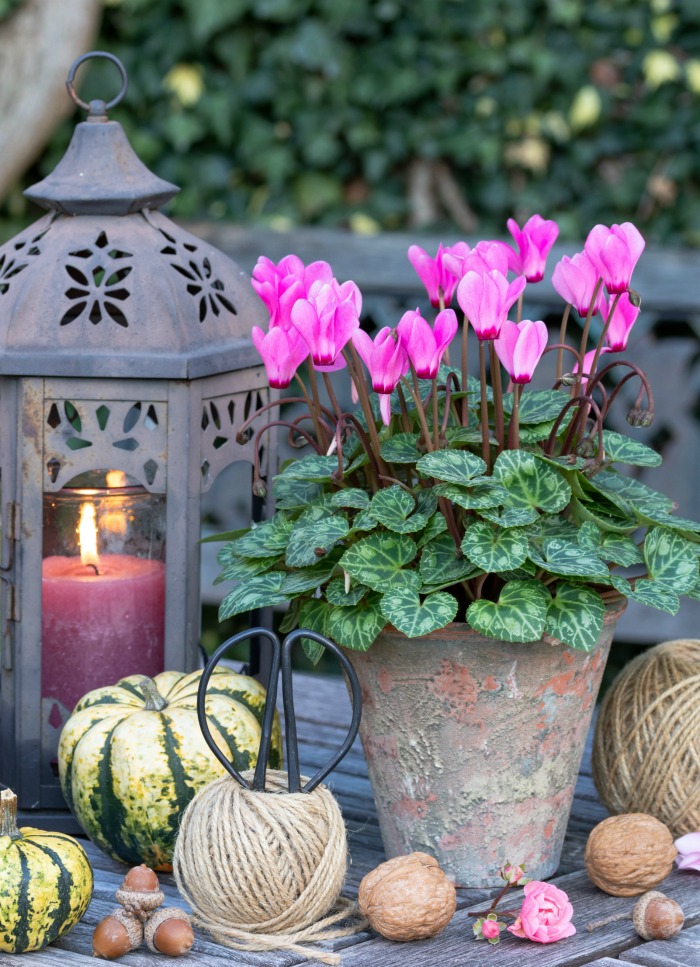 Cyclamen plant with pumpkins, lantern and rolls of jute.