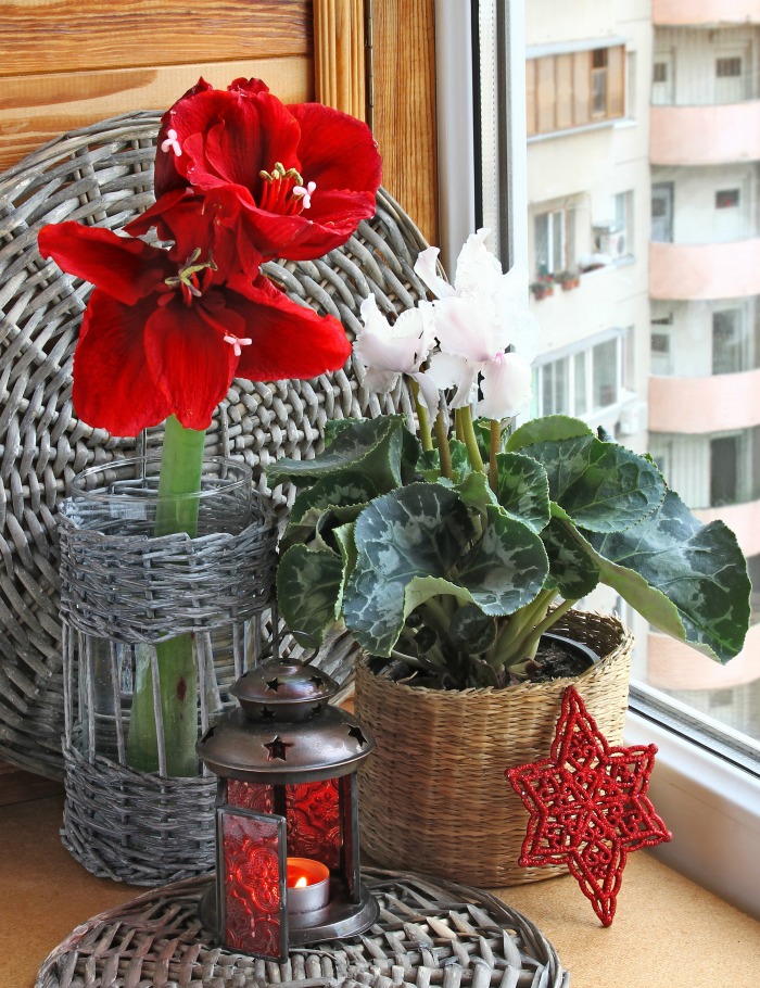 Cyclamen and amaryllis on a window sill in winter.