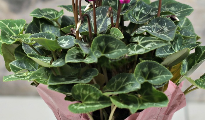 Leaves of the florist cyclamen.