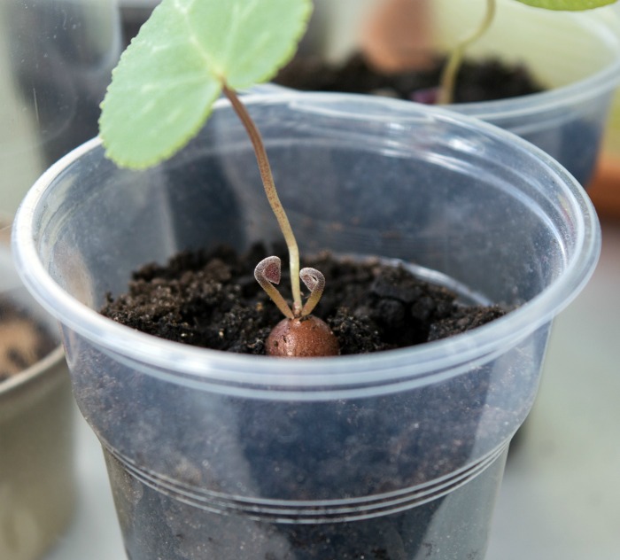 Cyclamen tuber in a plastic cup with new growth.