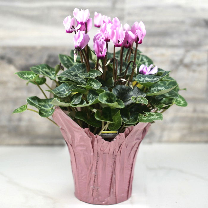 Caring for a Cyclamen – Growing Cyclamen Persicum – Florist Cyclamen