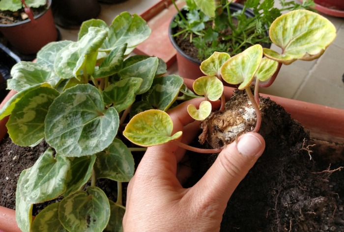 Girl holding a cyclamen seedling.