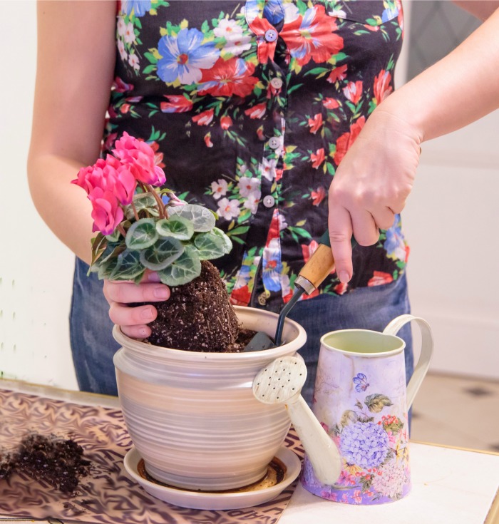 Woman in a flowered shirt putting a cyclamen in soil.