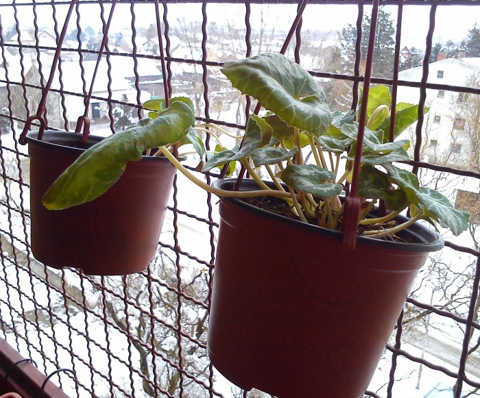 Cyclamen tubers in pots on a balcony 