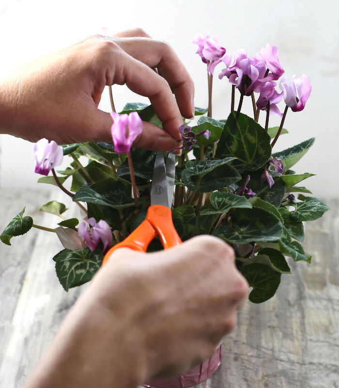 Female hands with scissors deadheading a cyclamen plant.