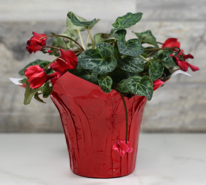 Drooping flowers on a cyclamen.
