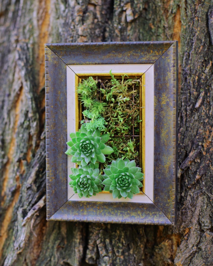 Picture frame with succulents attached to a tree.