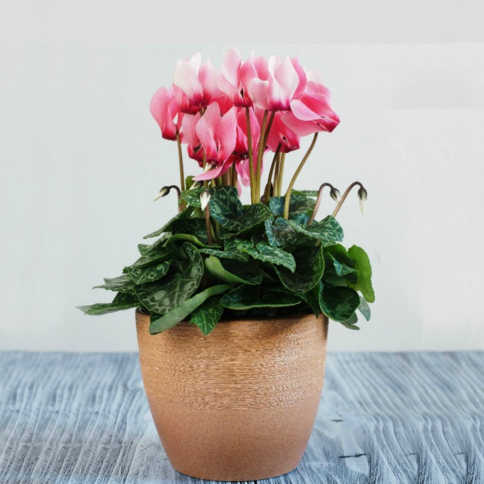 Getting a Cyclamen to Rebloom – Why Won’t My Cyclamen Plant Flower?