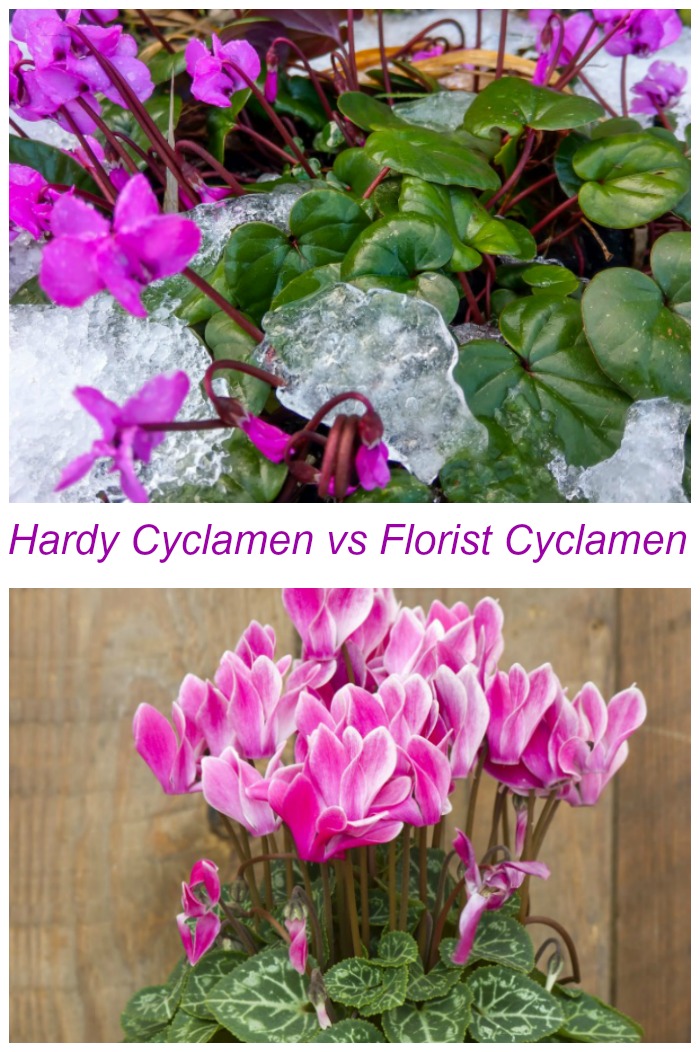 Hardy cyclamen in snow and Florist cyclamen in a pot collage with text reading "hardy cyclamen vs florist cyclamen.