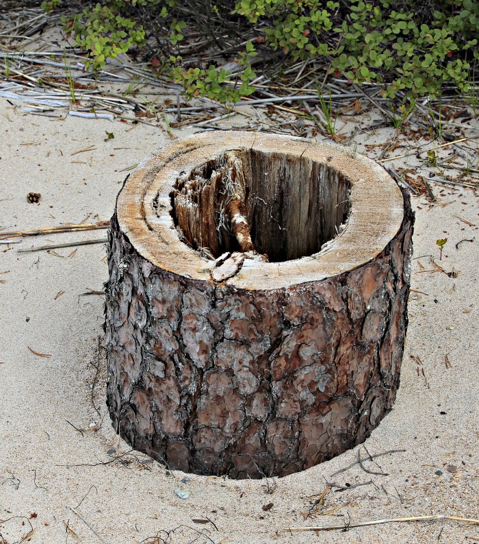 A log with a hollowed out center.