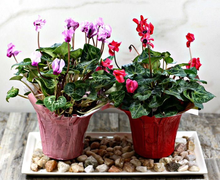 Tray with water and pebbles and two florist cyclamen plants