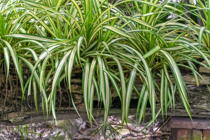 Spider plants in a log planter.