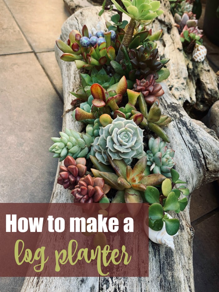 Succulents planted in a log with the words "how to make a log planter.