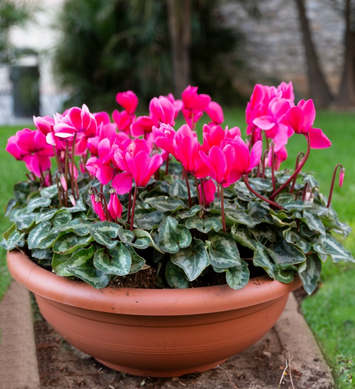 Mature cyclamen persicum in a terracotta pot.