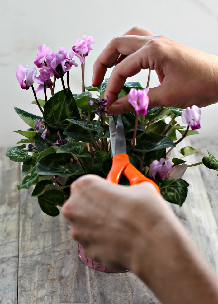 Female hands holding orange scissors to cut of dead blooms of cyclamen plant.