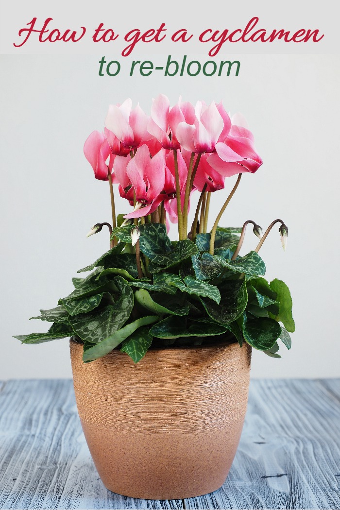 Pink cyclamen in a pot with text reading "How to get a cyclamen to re-bloom."