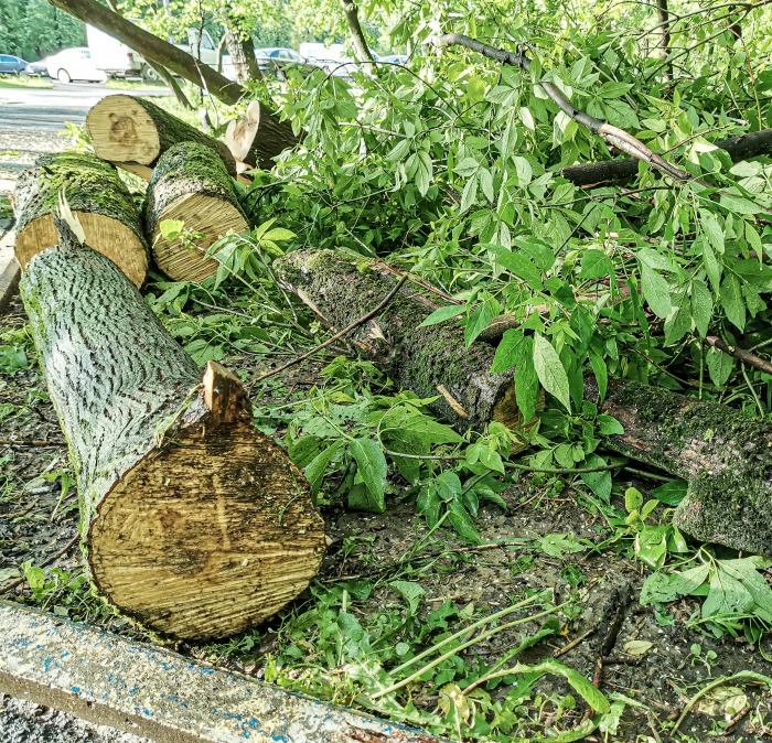 Loos from storm damage can be used to make planters