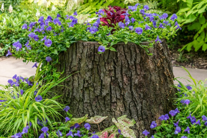 Tree stump planted with flowers.