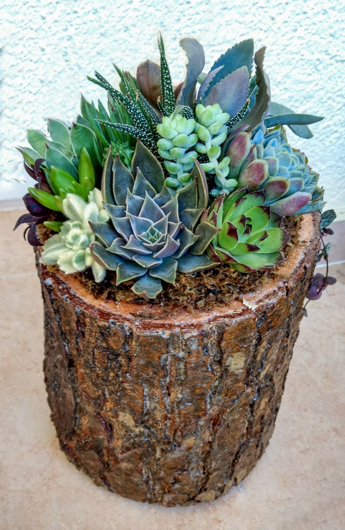 Upright log planter with succulent garden.