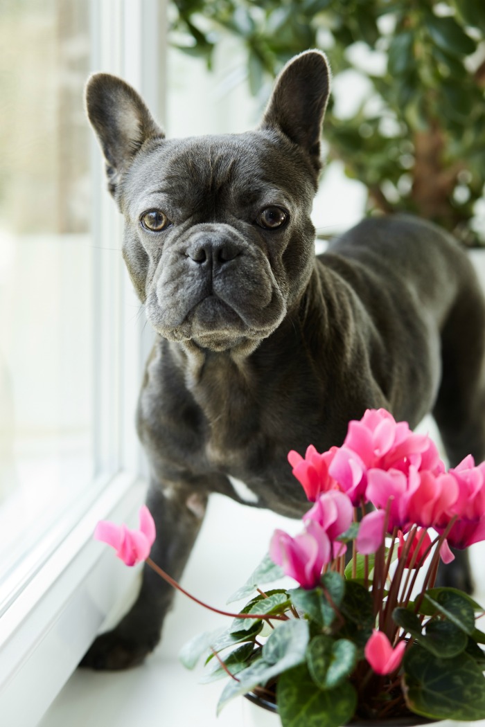 Bulldog and cyclamen plant on a window sill.