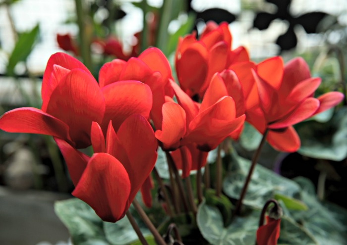 Red cyclamen flowers above green heart shaped leaves.