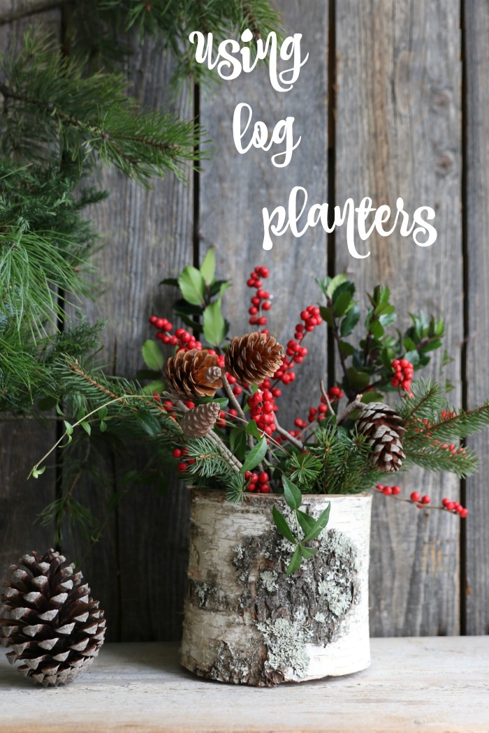 White birch log planter with the words "using log planters."