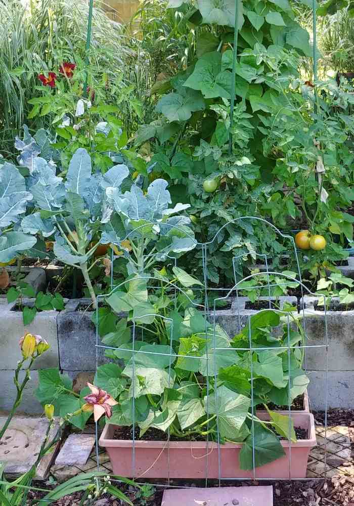 Raised vegetable garden bed with cucumbers, broccoli, tomatoes and beans. Protect the environment by growing veggies.