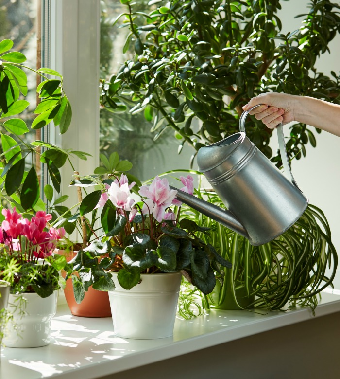 Girl watering a cyclamen and other plants on a window sill.