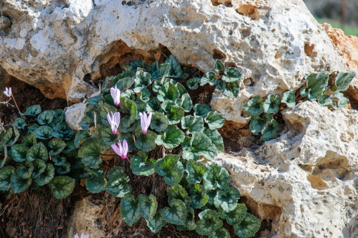 Wild cyclamen growing in rocks.