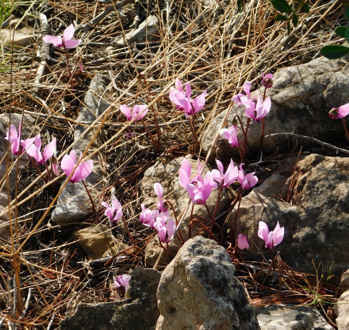 Wild cyclamens growing near rocks