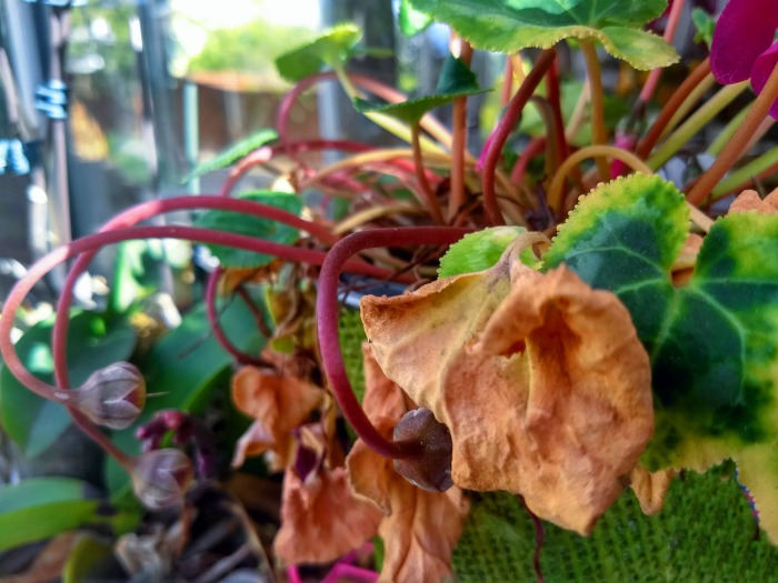 cyclamen plant with wilted leaves.