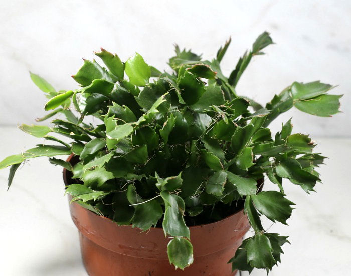 Exposed roots on Thanksgiving cactus