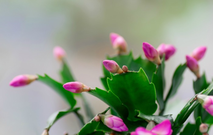 Pink buds of a Thanksgiving cactus plant.