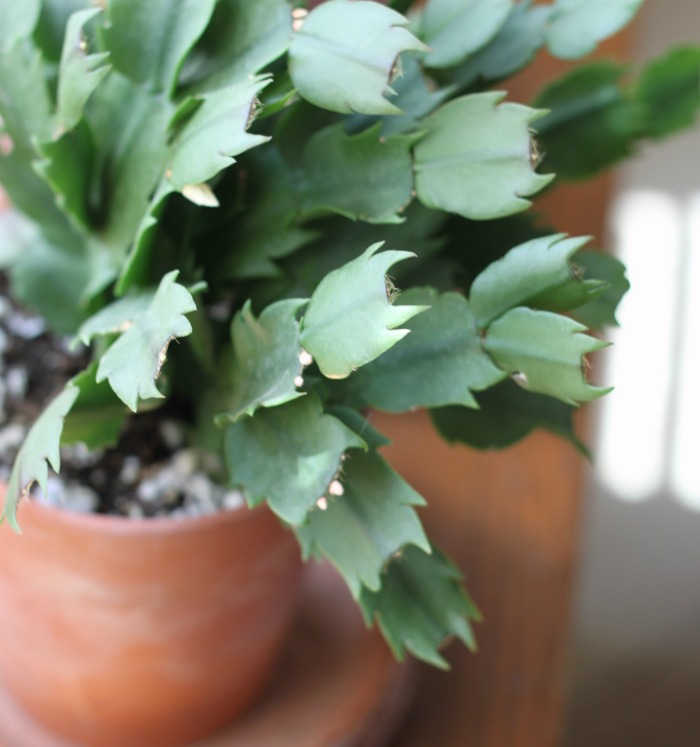 Close up of the leaves of a Thanksgiving cactus with buds