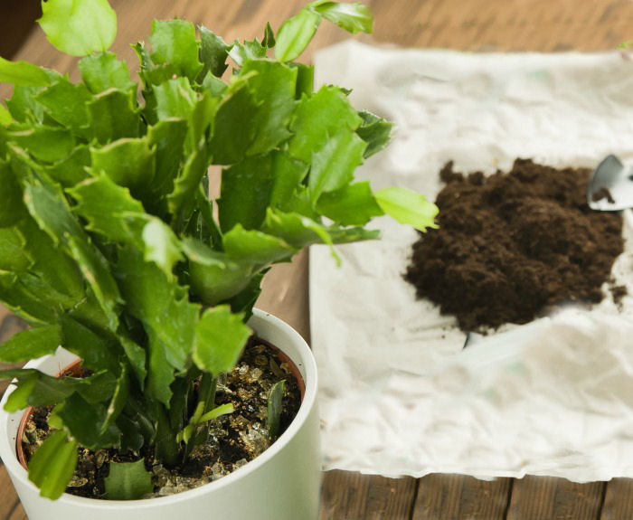 Carb cactus with a pile of soil.
