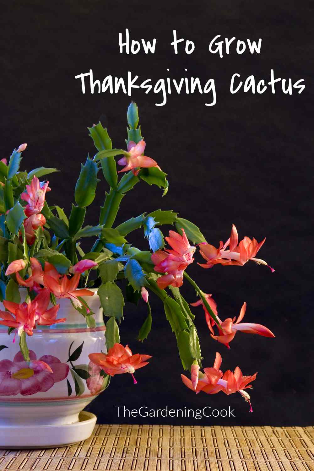Thanksgiving cactus in flower in a pot with words "how to grow Thanksgiving Cactus."