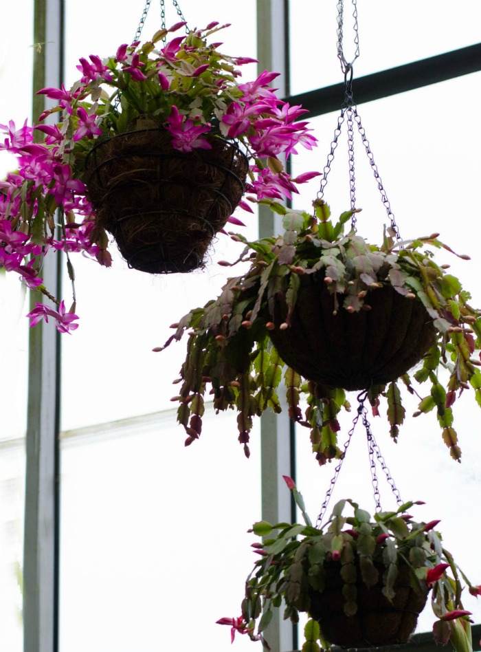 Hanging baskets of Thanksgiving cactus.