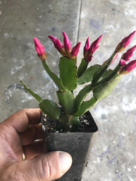 Christmas Cactus red flowers | Etsy