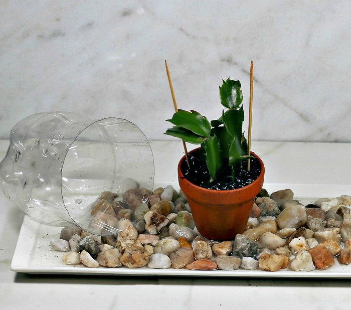 Thanksgiving cactus cuttings on pebble tray.