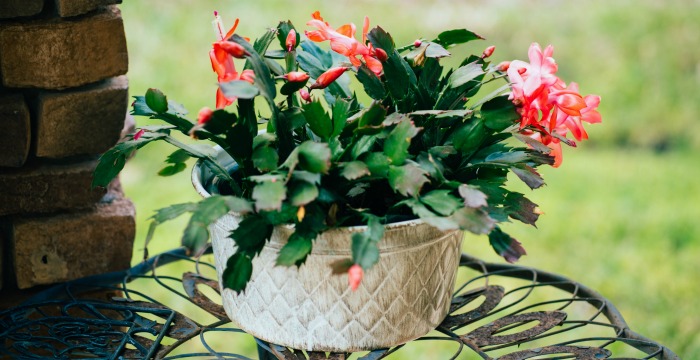 Thanksgiving cactus in bloom on a patio table.