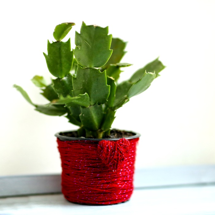 Thanksgiving cactus in a red yarn pot.