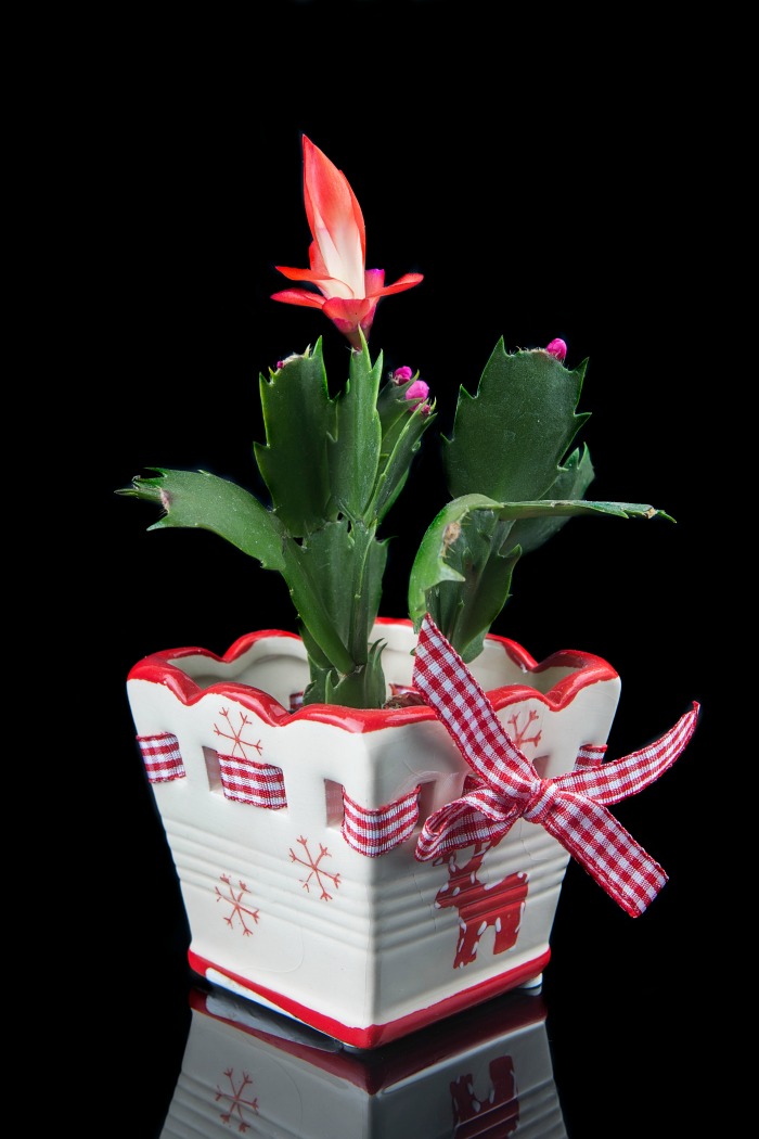 thanksgiving cactus with snowflake pot and red blooms.