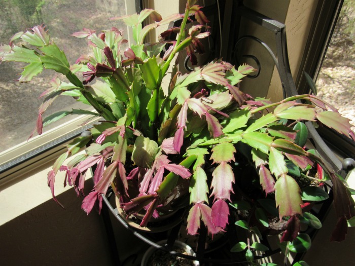 Thanksgiving cactus in a sunny window.