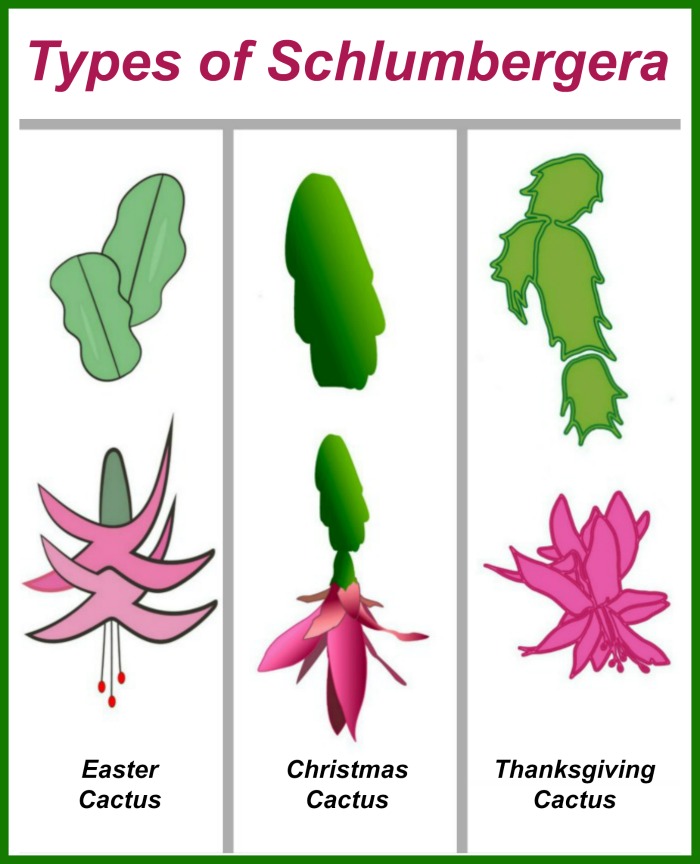 Three leaf cacti with words at the top reading "types of schlumbergera."