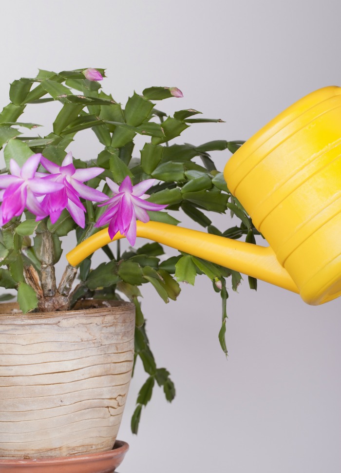 watering a crab cactus with a yellow watering can.