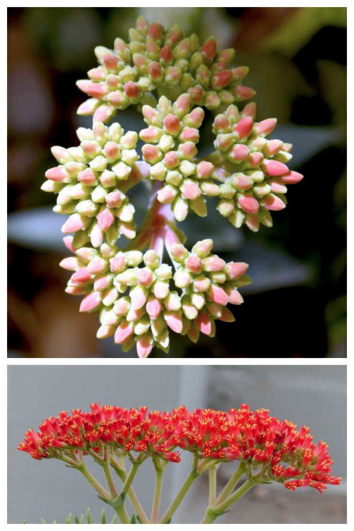 Closed buds and open flowers of propeller plant.