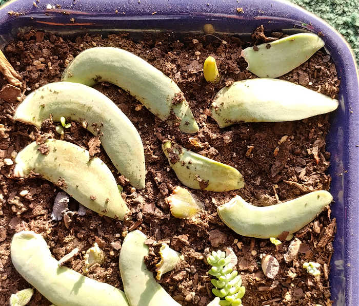 Leaves of a crassula falcata in a propagation tray.