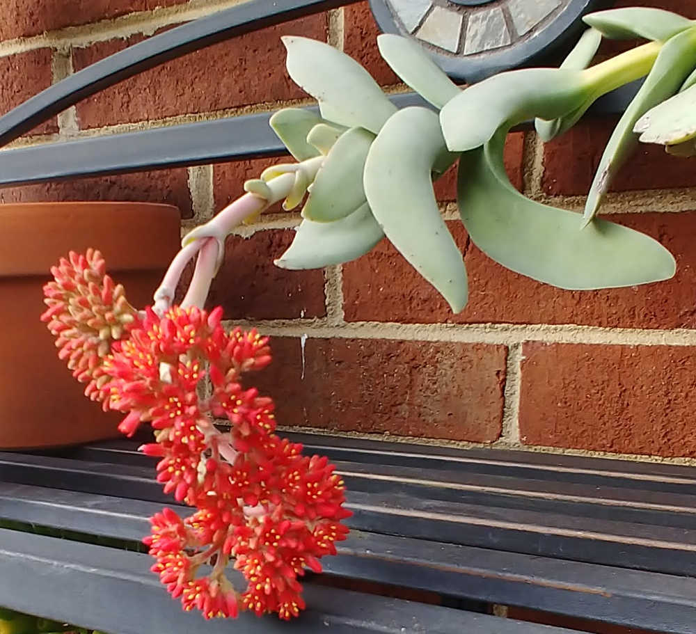 Flower of the propeller plant
